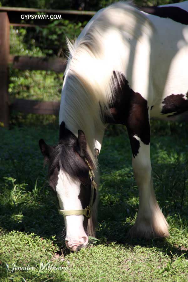Gypsy Vanner Horses for Sale | Filly | Piebald | Mea